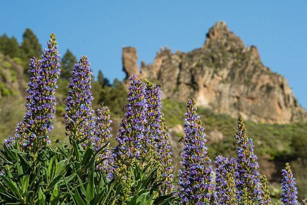 Ruta Del Tajinaste Azul Appartamento