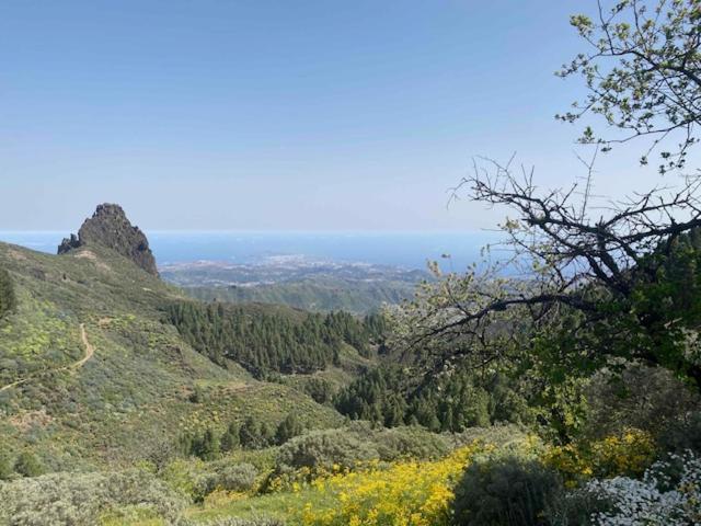 Ruta Del Tajinaste Azul Valsequillo de Gran Canaria