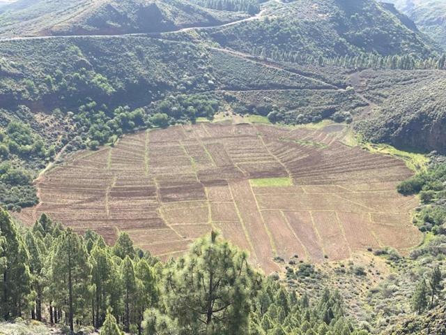 Ruta Del Tajinaste Azul * Valsequillo de Gran Canaria