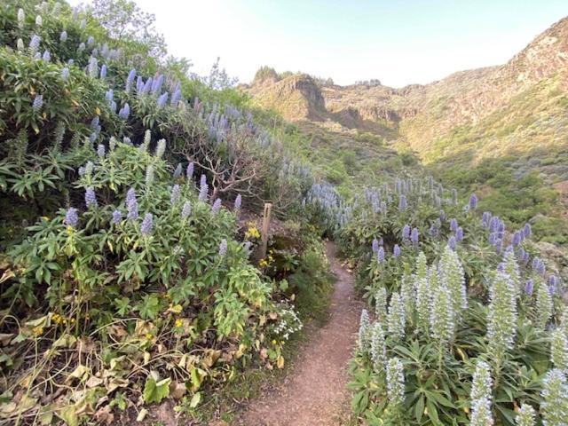 Ruta Del Tajinaste Azul *