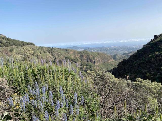 Ruta Del Tajinaste Azul Valsequillo de Gran Canaria